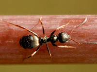 Foto Formiga de Jardim