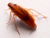 Foto Barata Alem&atilde;