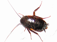 Foto Barata Oriental