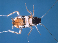 Foto Barata Listras Castanhas