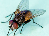 Foto Mosca Dom&eacute;stica