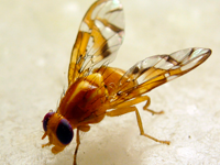Foto Mosca da Fruta