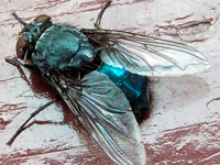 Foto Mosca Varejeira