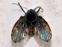 Foto Mosca Filtros