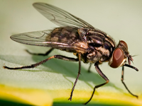 Foto Mosca Est&aacute;bulo