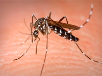 Foto Mosquito Aedes