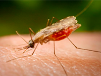 Foto Mosquito Anofeles