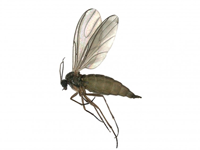 Foto Mosquito Asa Preta