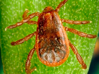 Foto Carra&ccedil;a dos C&atilde;es