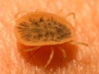 Foto Carra&ccedil;a dos Pombos