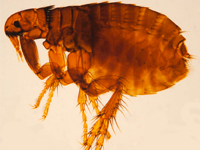 Foto Pulga dos C&atilde;es