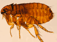 Foto Pulga dos Gatos