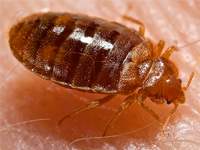 Foto Percevejo das Camas