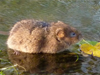 Foto Rato da &Aacute;gua