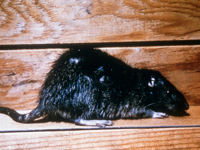 Foto Rato Negro