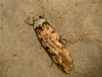 Foto Tra&ccedil;a Branca Dom&eacute;stica