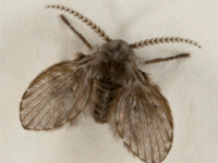 Foto Mosca Tra&ccedil;a