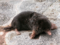 Foto Toupeira Europeia