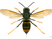 Foto Vespa Asi�tica